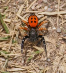 Rote Röhrenspinne