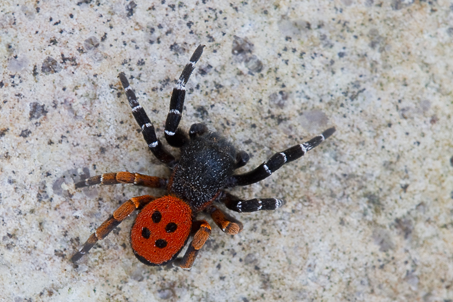 Rote Röhrenspinne