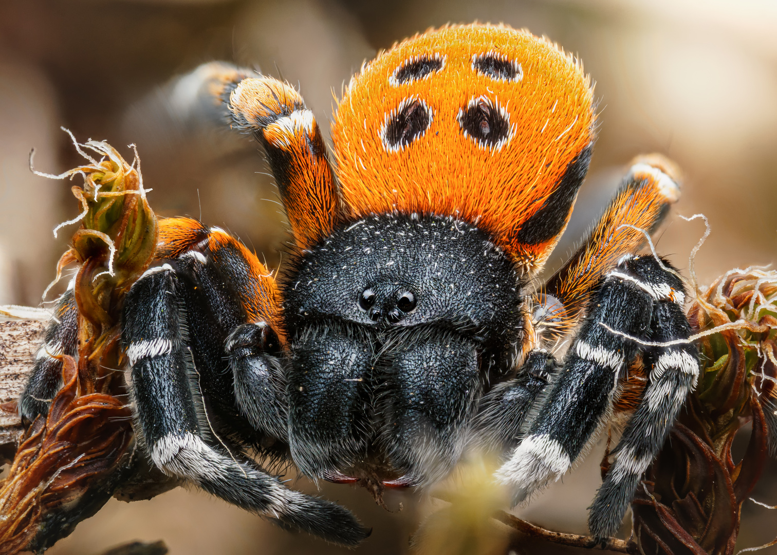 Rote Röhrenspinne Foto & Bild tiere, wildlife, spinnen Bilder auf