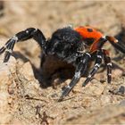 Rote Röhrenspinne Eresus cinnaberinus