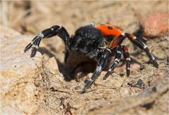 Rote Röhrenspinne Eresus cinnaberinus