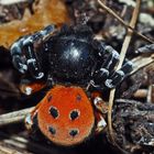 Rote Röhrenspinne (Eresus cinnaberinus) Bild 2