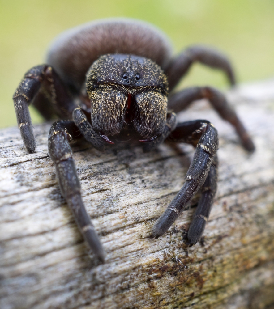 Rote Röhrenspinne (Eresus kolari) Weibchen