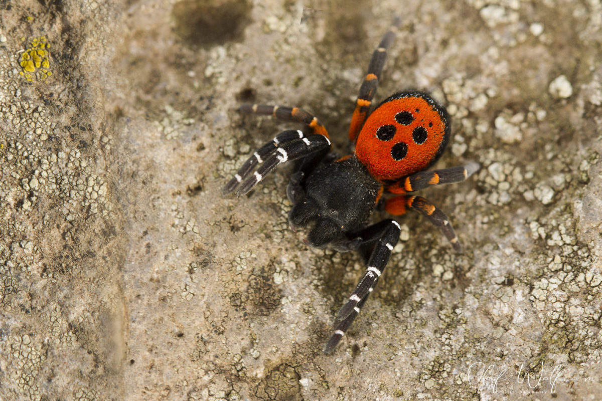 Rote Röhrenspinne (Eresus kollari)