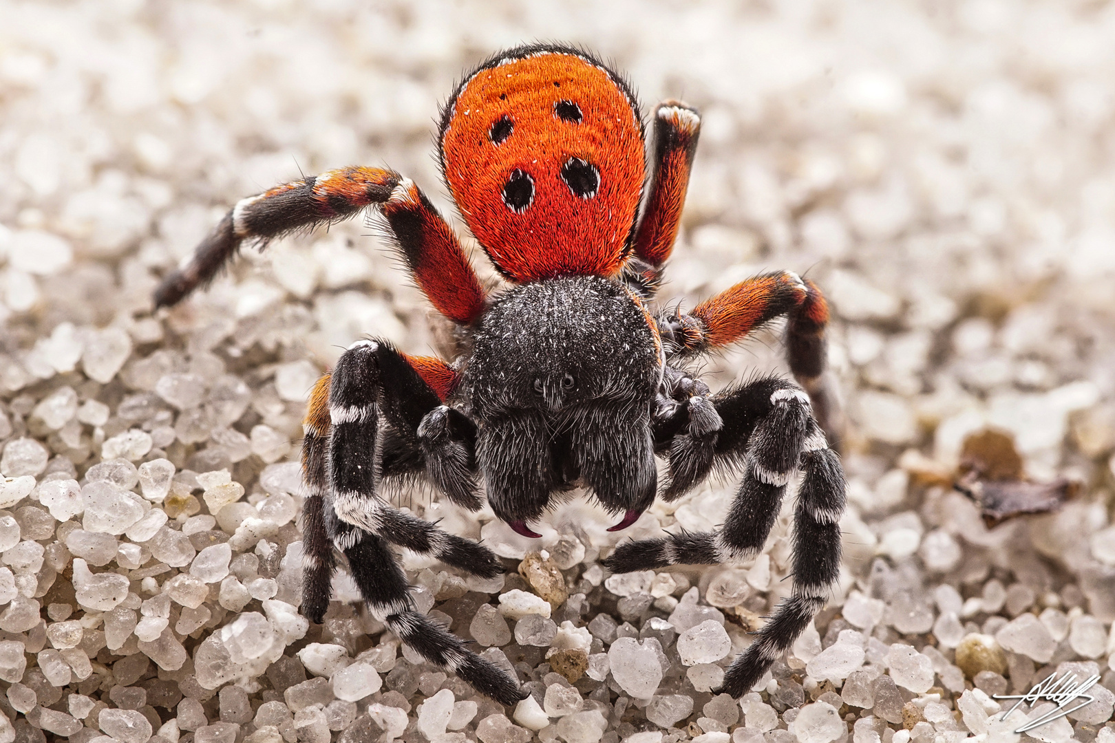 Rote Röhrenspinne (Eresus kollari)