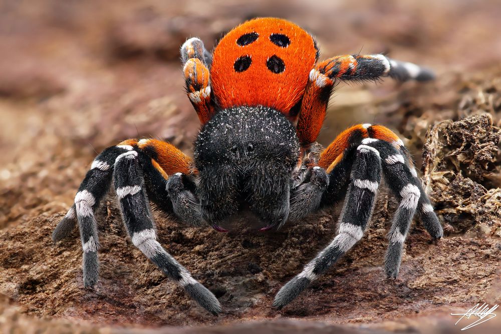 Rote Röhrenspinne (Eresus kollari) in Drohhaltung