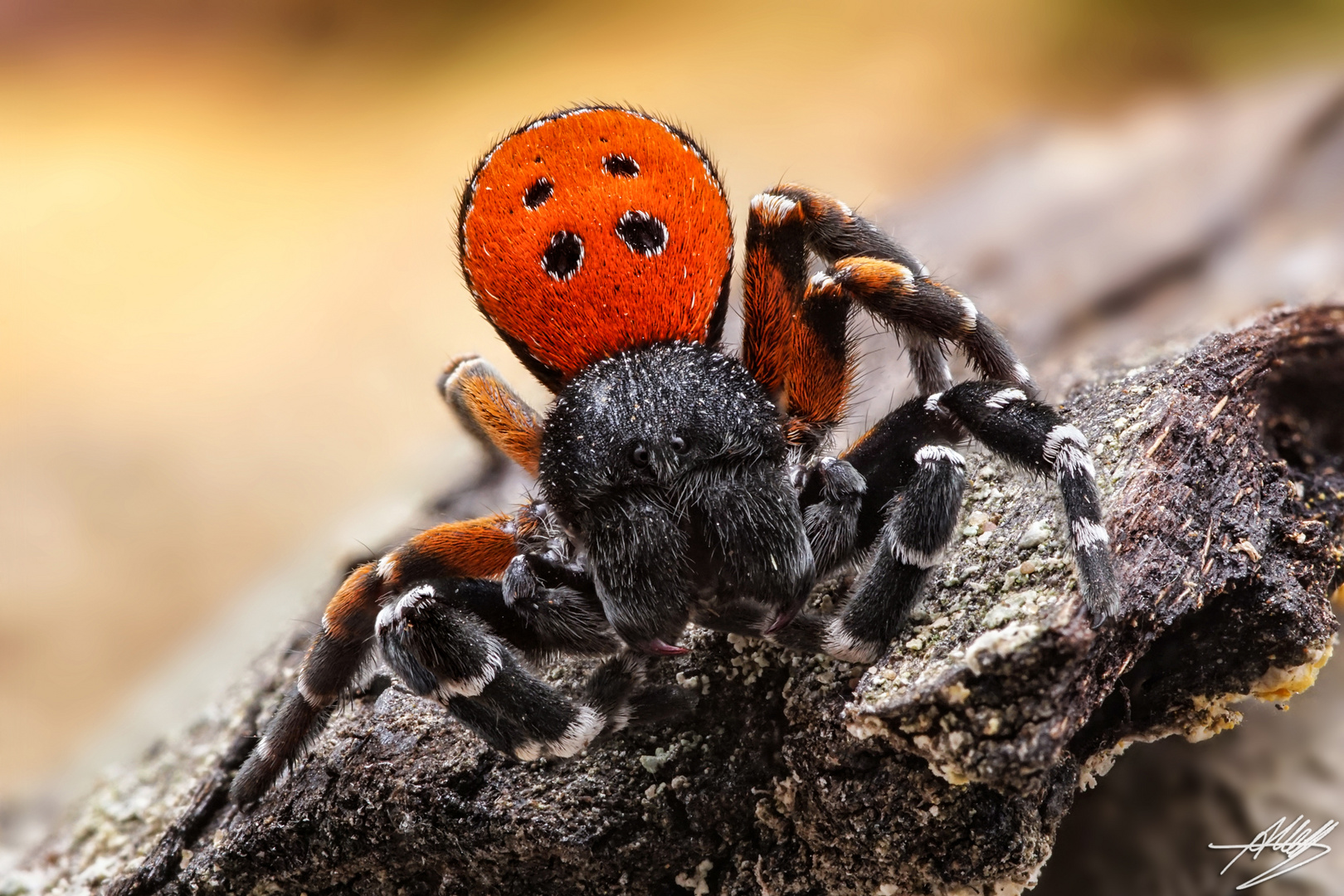 Rote Röhrenspinne (Eresus kollari) in Drohhaltung