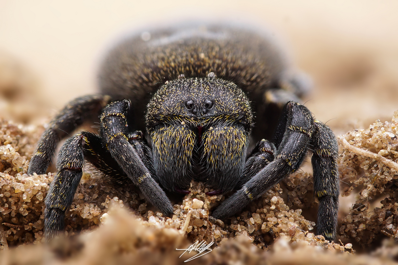 Rote Röhrenspinne (Eresus kollari) Weibchen