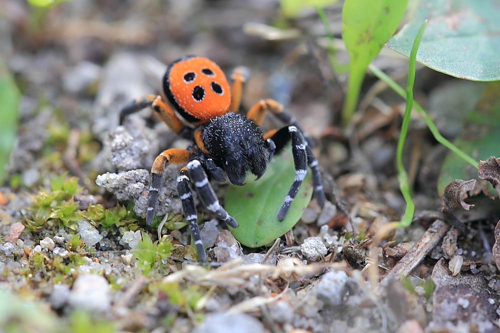 Rote Röhrenspinne (Eresus niger)