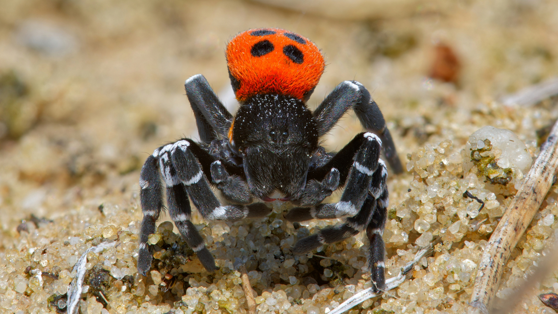 Rote Röhrenspinne frontal (Stackaufnahme)