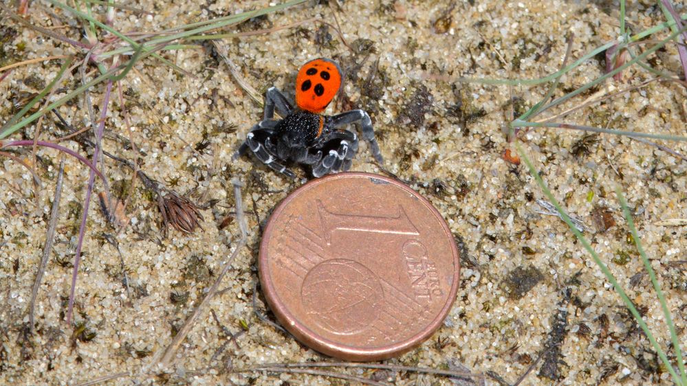 50+ Rote Spinne Garten, Um sie zu bekämpfen, können effektive.