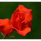 Rote Rose .