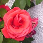 Rote Rose