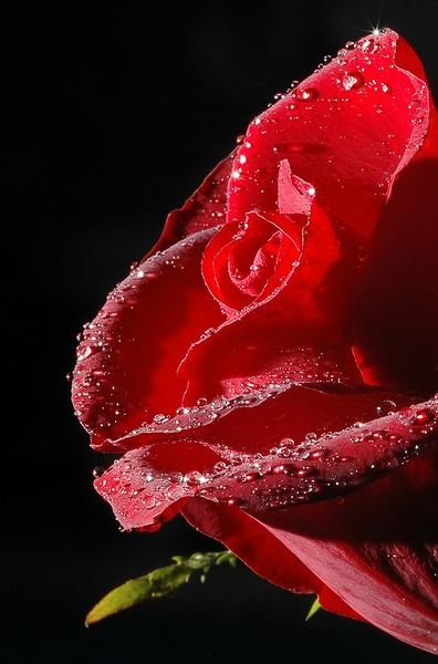 **Rote Rose**