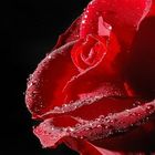 **Rote Rose**