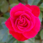 Rote Rose