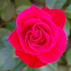 Rote Rose