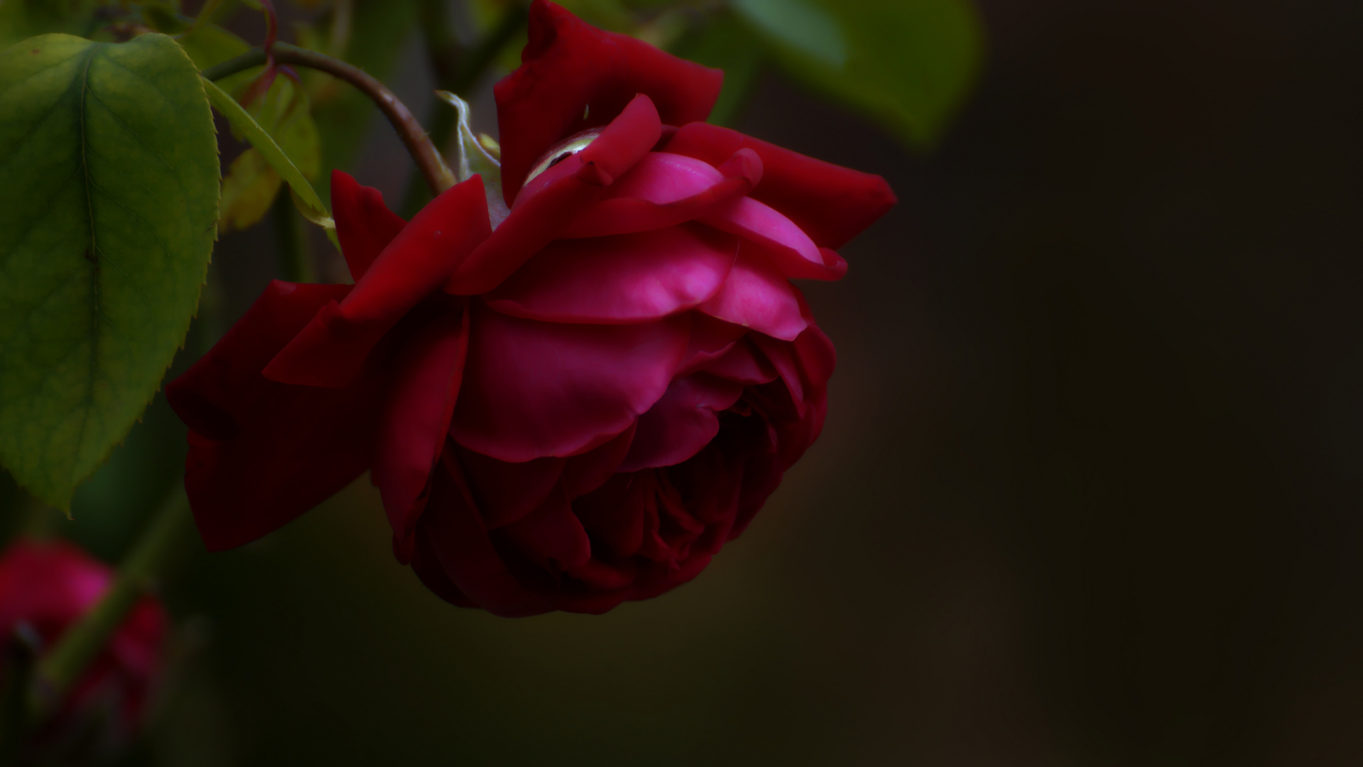 rote Rose