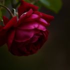 rote Rose