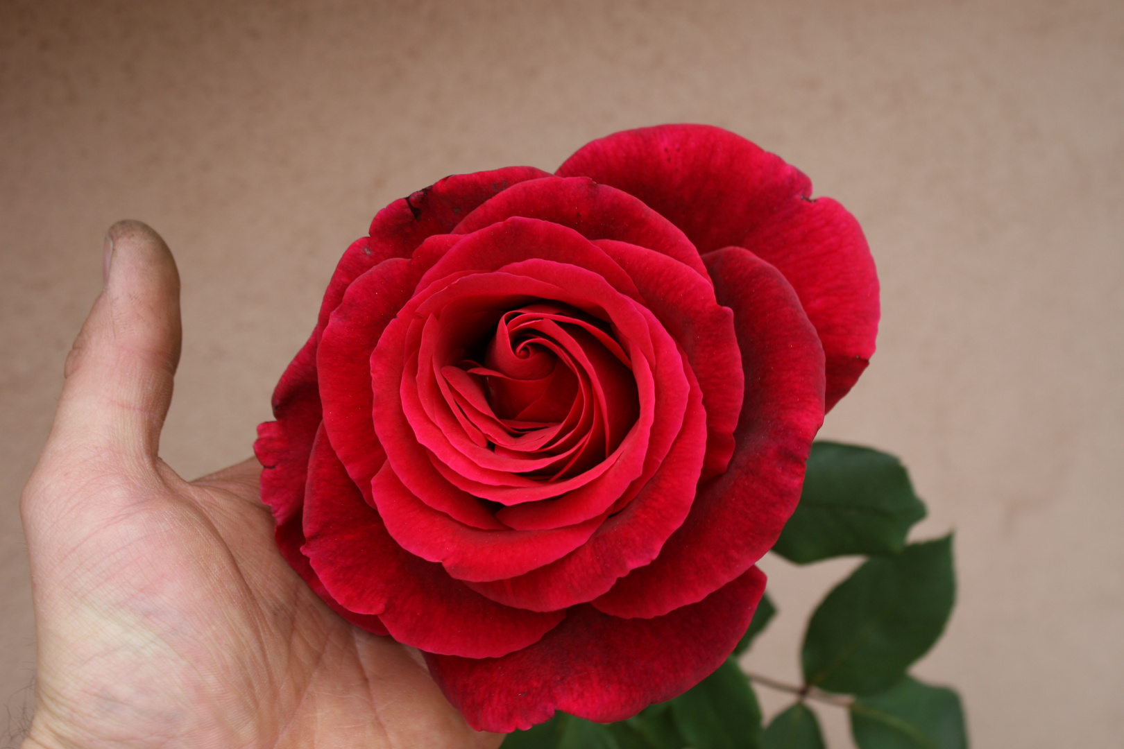 Rote Rose