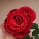 Rote Rose