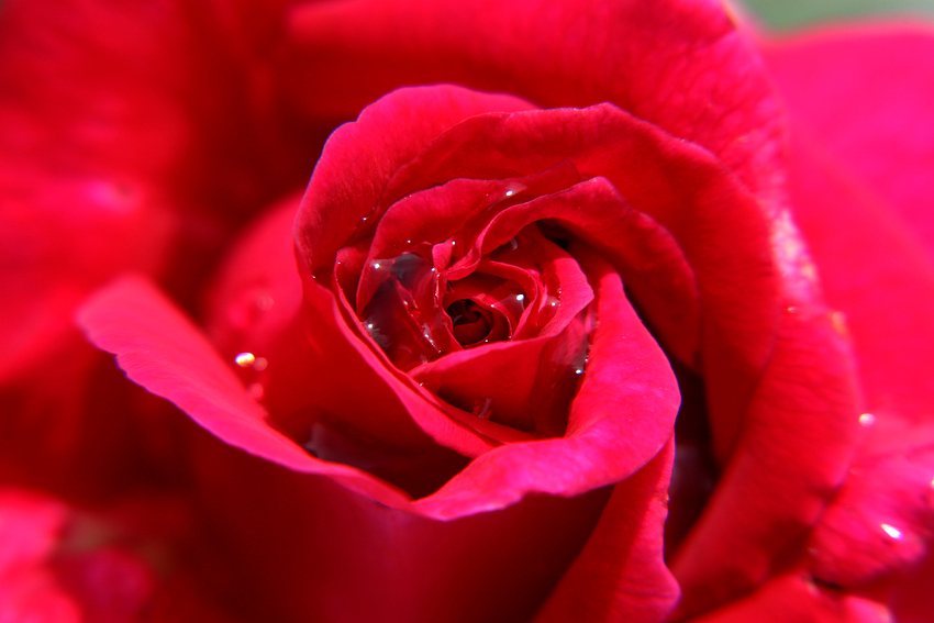 Rote Rose