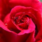 Rote Rose