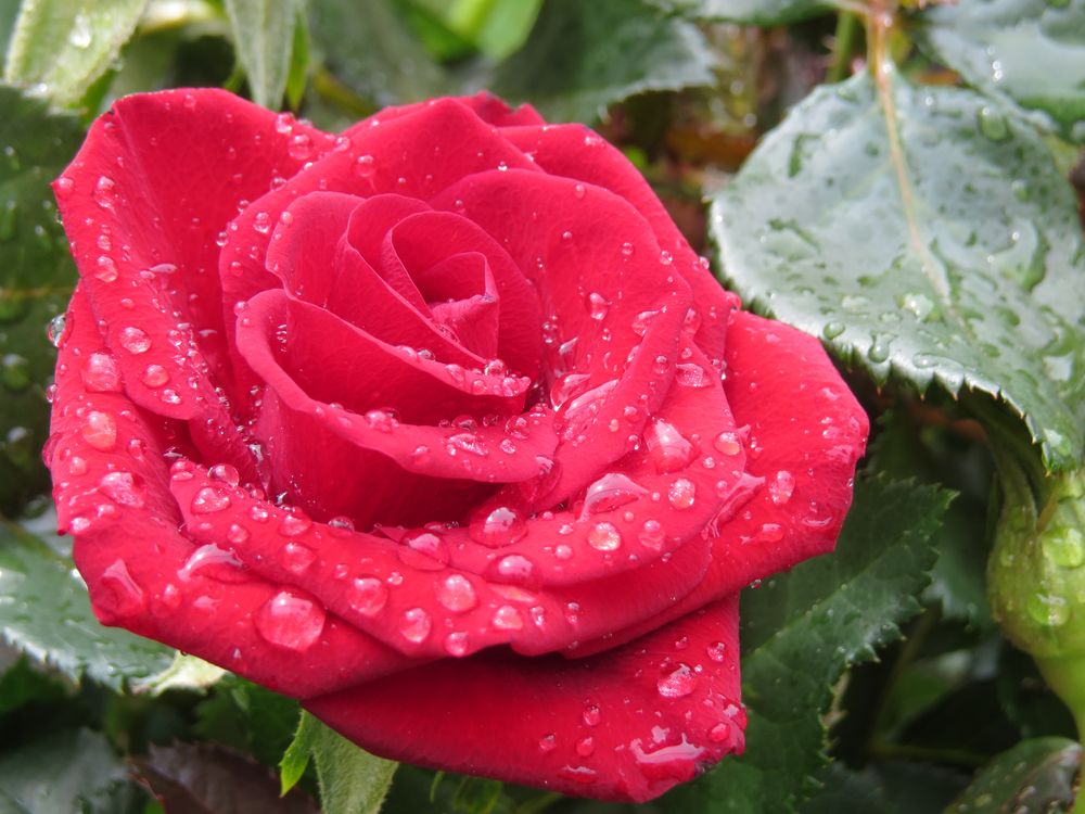 Rote Rose 1