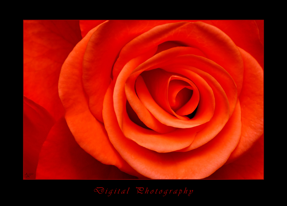 Rote Rose 1