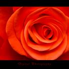 Rote Rose 1