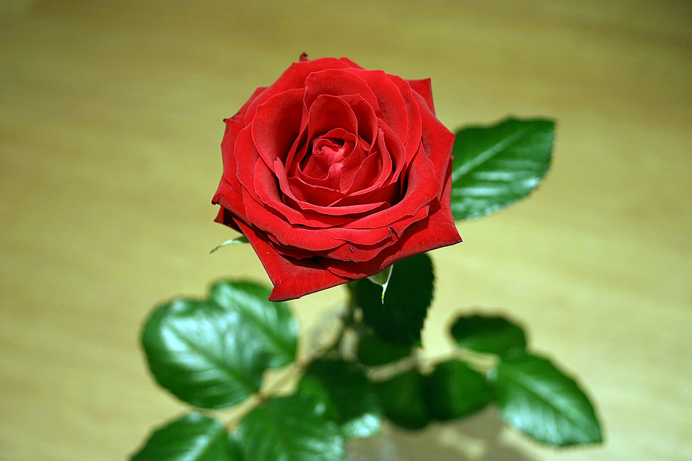 rote Rose #1