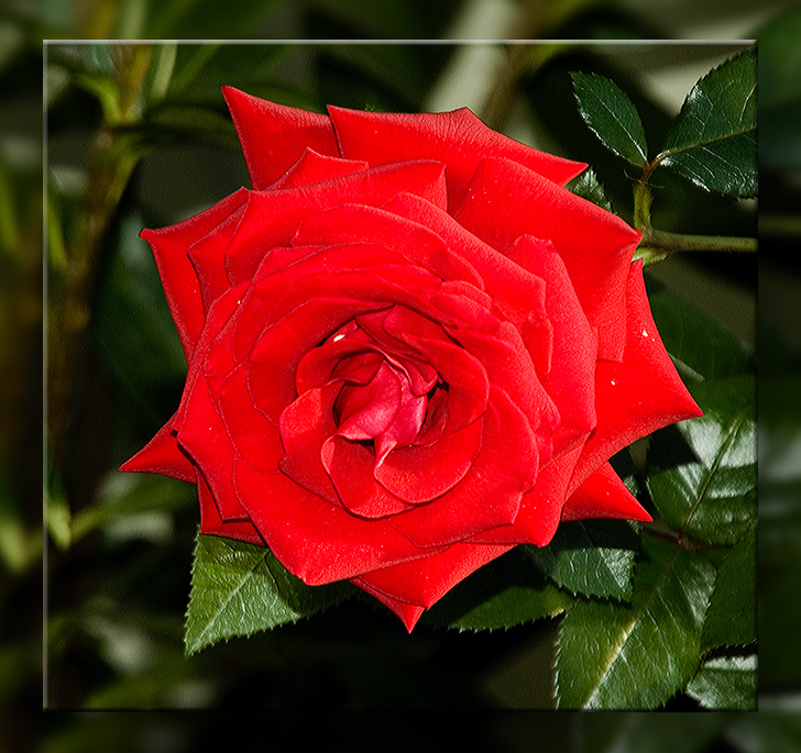 Rote Rose 1