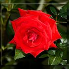 Rote Rose 1