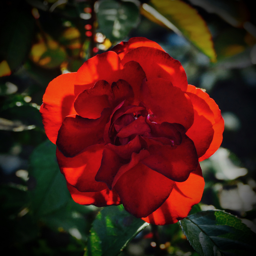 Rote Rose