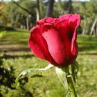 Rote Rose