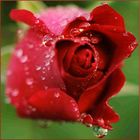 Rote Rose