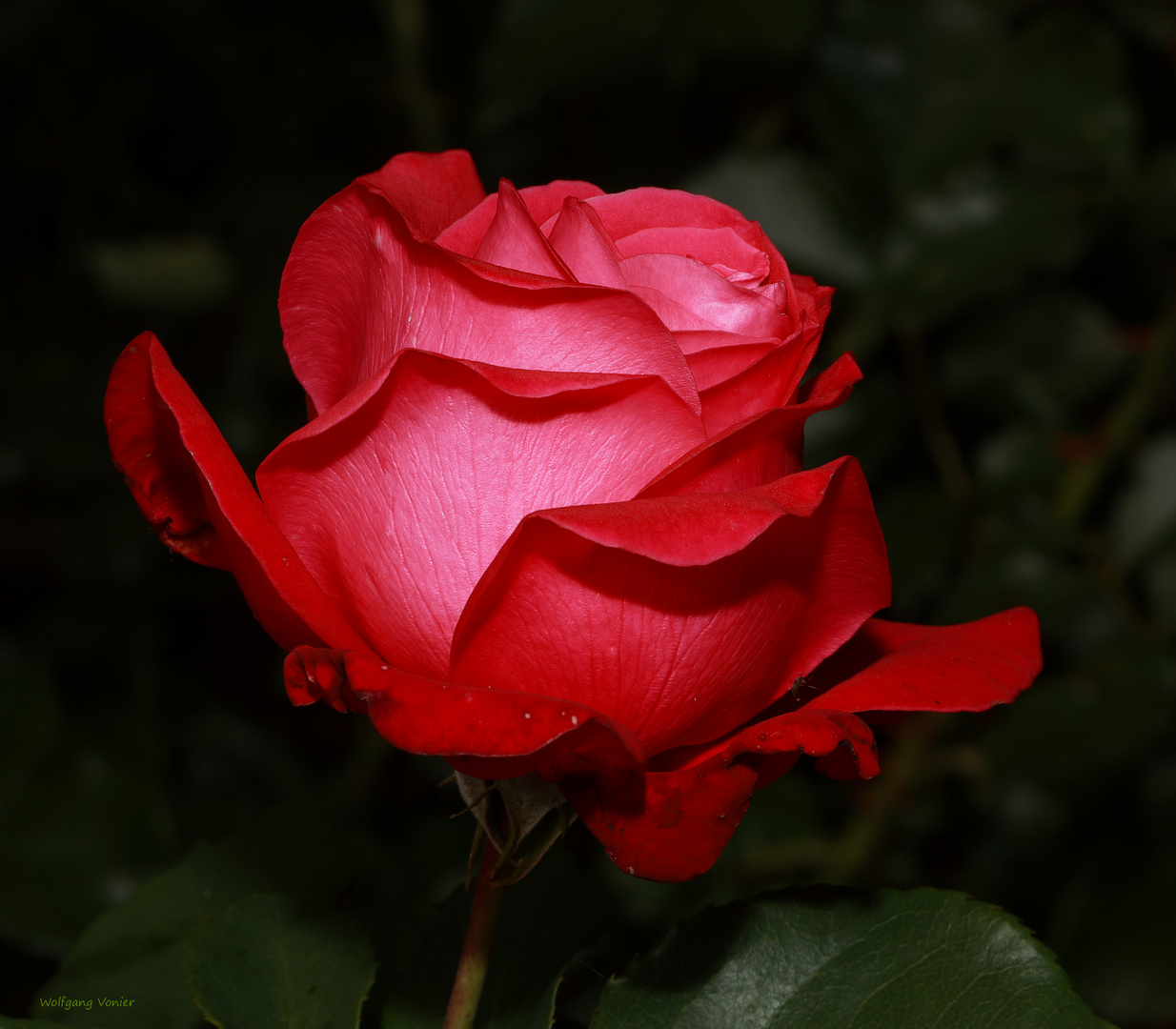 rote Rose