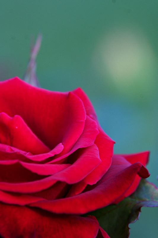 Rote Rose