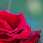 Rote Rose