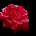 rote Rose