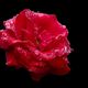 rote Rose