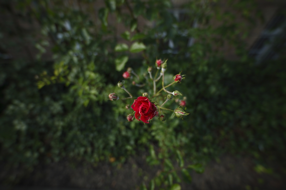 Rote Rose