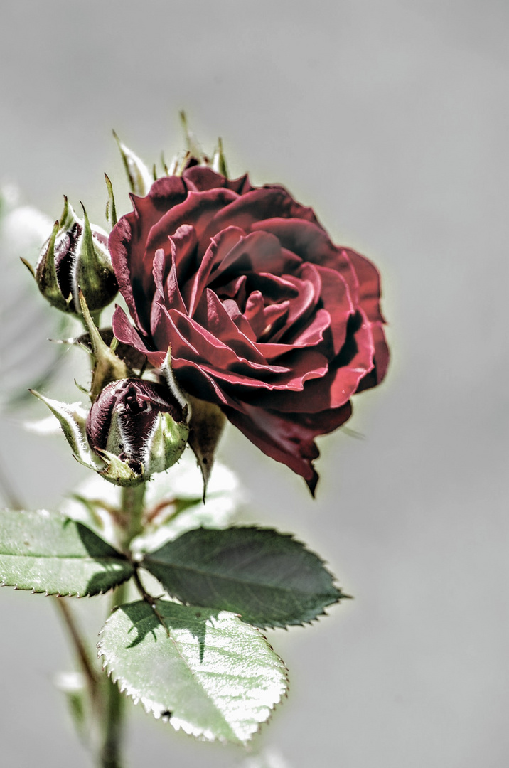 Rote Rose 