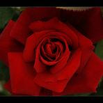 rote Rose