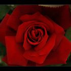 rote Rose