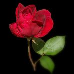 *Rote Rose*