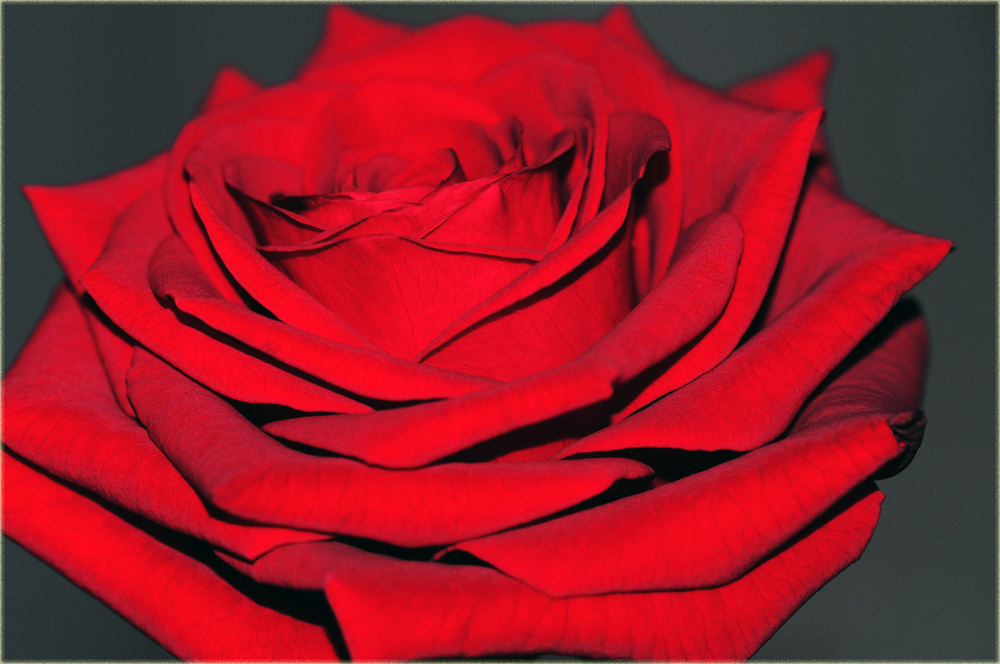 Rote rose