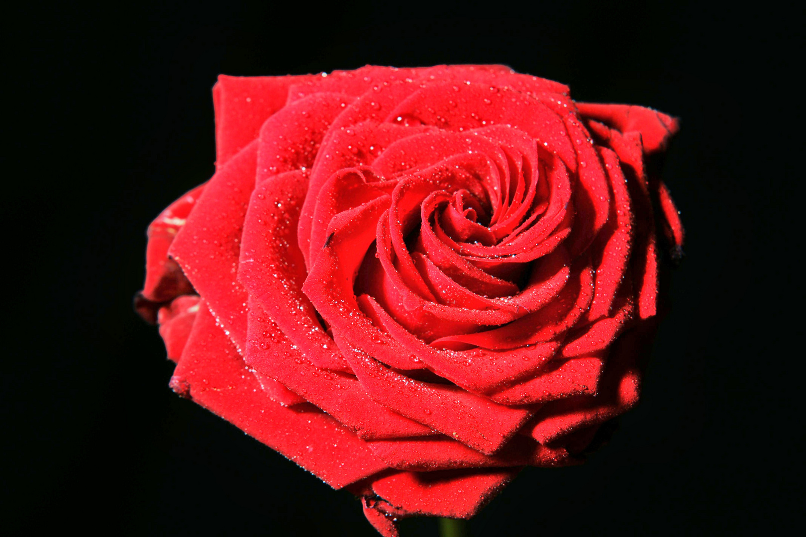 Rote Rose