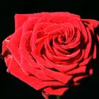 Rote Rose