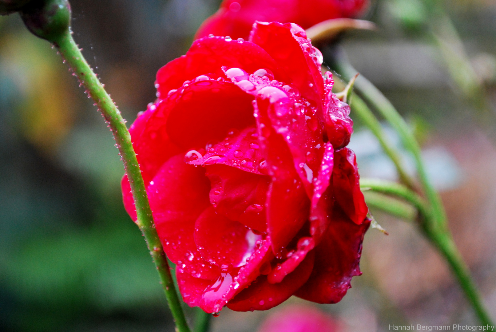 Rote Rose